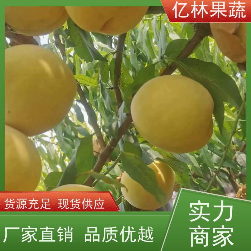 亿林苗木 黄桃苗 新品种挑苗 香甜可口 果实饱满味道好