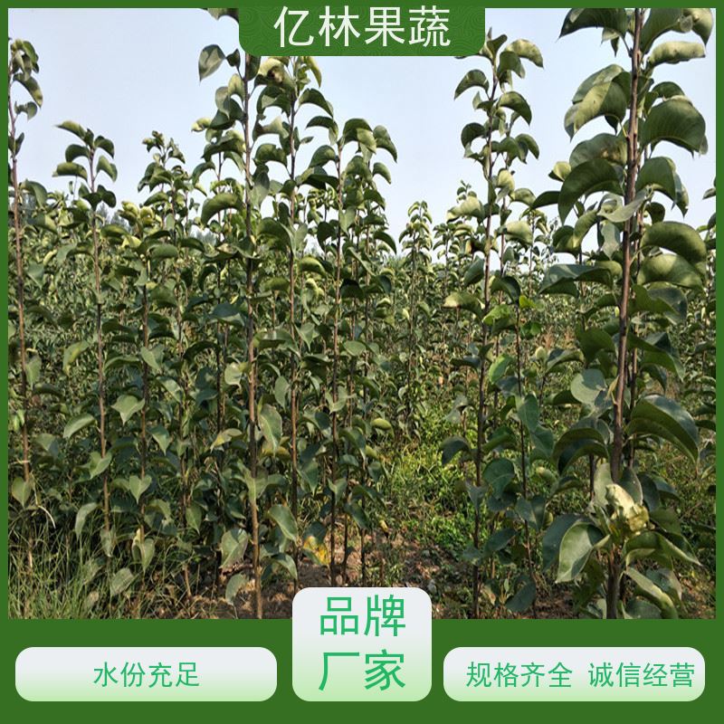 基地培育 冬桃苗 南北方种植 桃树果树苗 成活率高