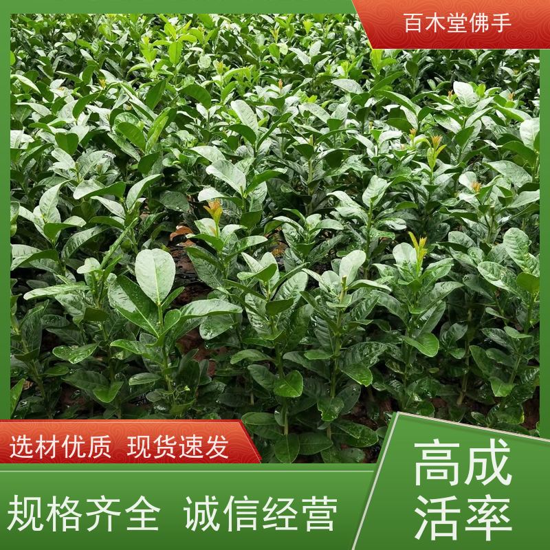 百木堂 重 庆佛手苗 适用性强 规格齐全 用于庭院装饰