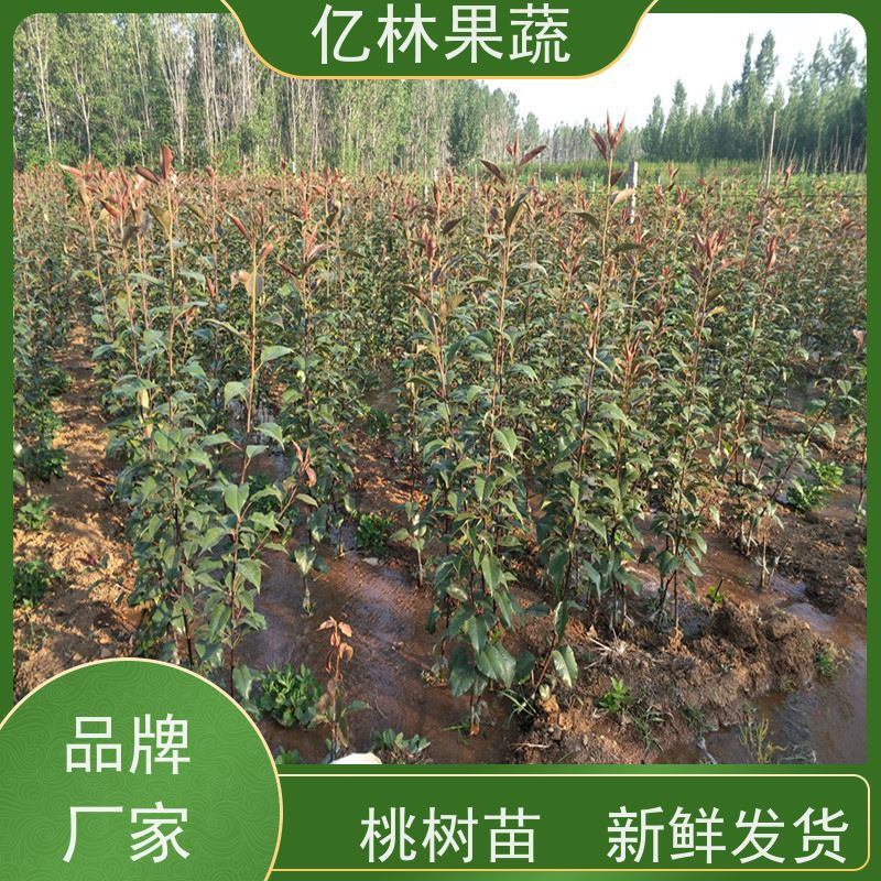 基地供应 黄桃苗 三公分现挖现发 品种齐全 果实饱满味道好