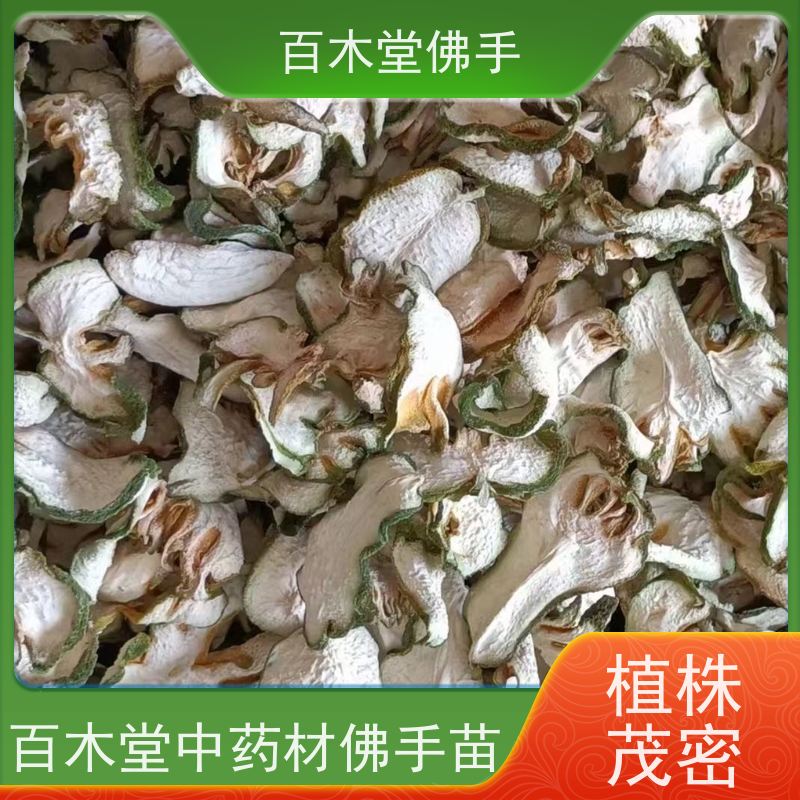 百木堂 重庆佛手 枝叶紧密 美丽多姿 园林景区栽植