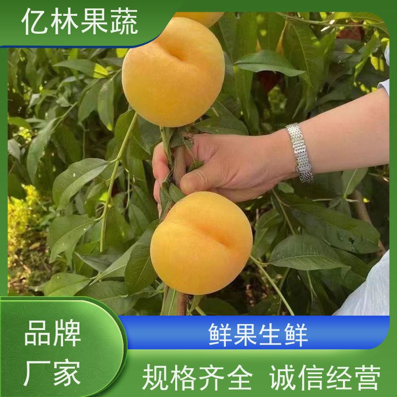 亿林苗木 黄桃苗 现挖现发 口感香甜 果实饱满味道好