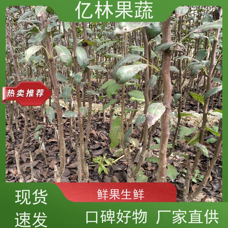 基地供应 油桃苗 现挖现发新鲜 粗两公分 成活率高