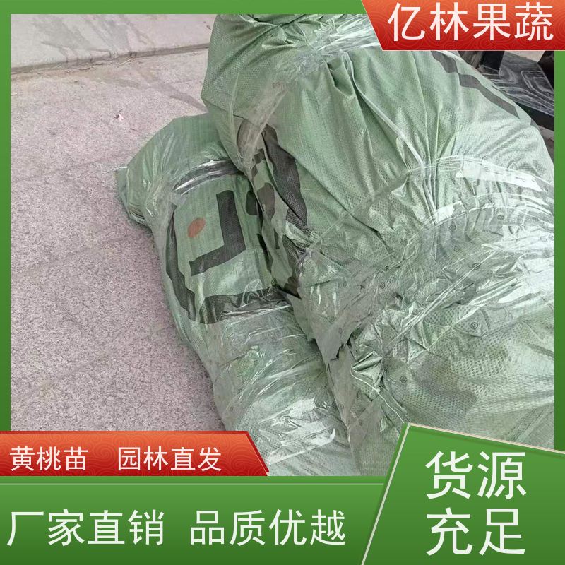 亿林苗木 冬桃苗 三公分现挖现发 品种齐全 果实饱满味道好