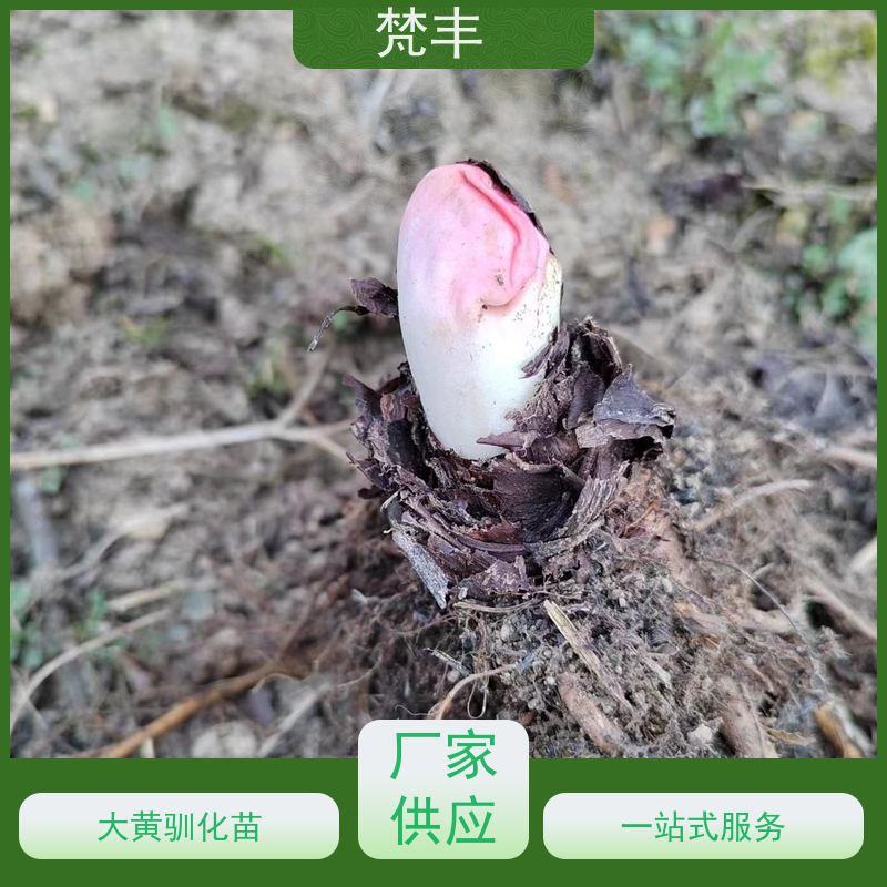 梵丰 大黄驯化种子 原产地 种植基地 欢迎来电洽谈