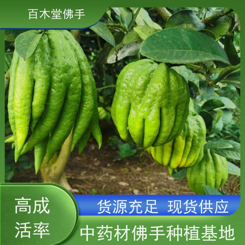 百木堂 川佛手苗 产量高 用途广泛 道路绿化行道苗