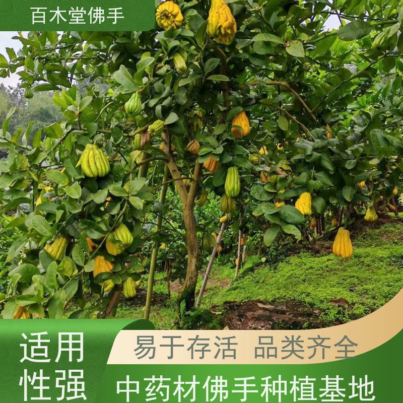 百木堂 川佛手苗 产量高 用途广泛 城市景观绿化树 