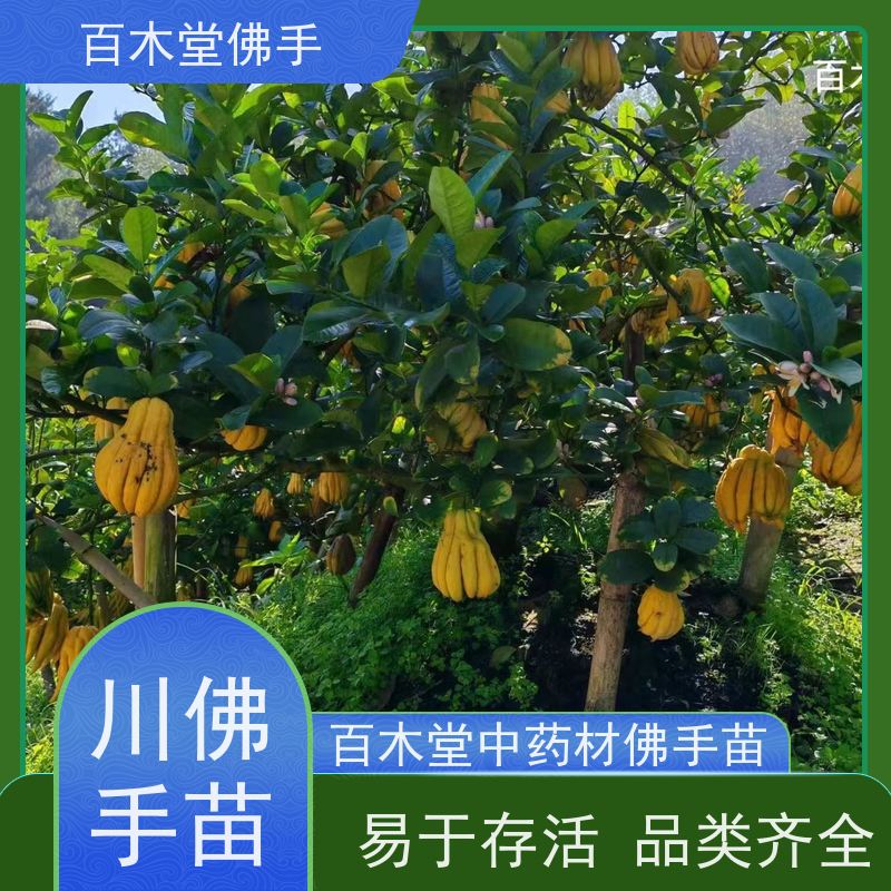 百木堂 川佛手苗 植株茂密 生长迅速 城市景观绿化树 