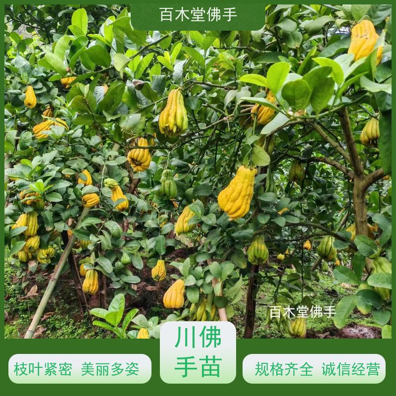 百木堂 金佛手苗 产量高 用途广泛 园林景区栽植