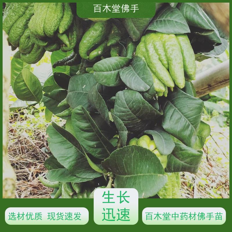百木堂 广佛手苗 高成活率 较耐干旱 城市景观绿化树 