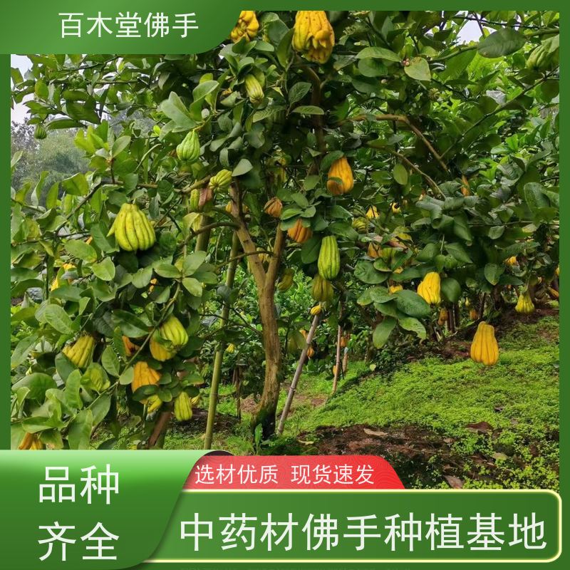 百木堂 金佛手苗 观赏植物 附加值高 城市景观绿化树 