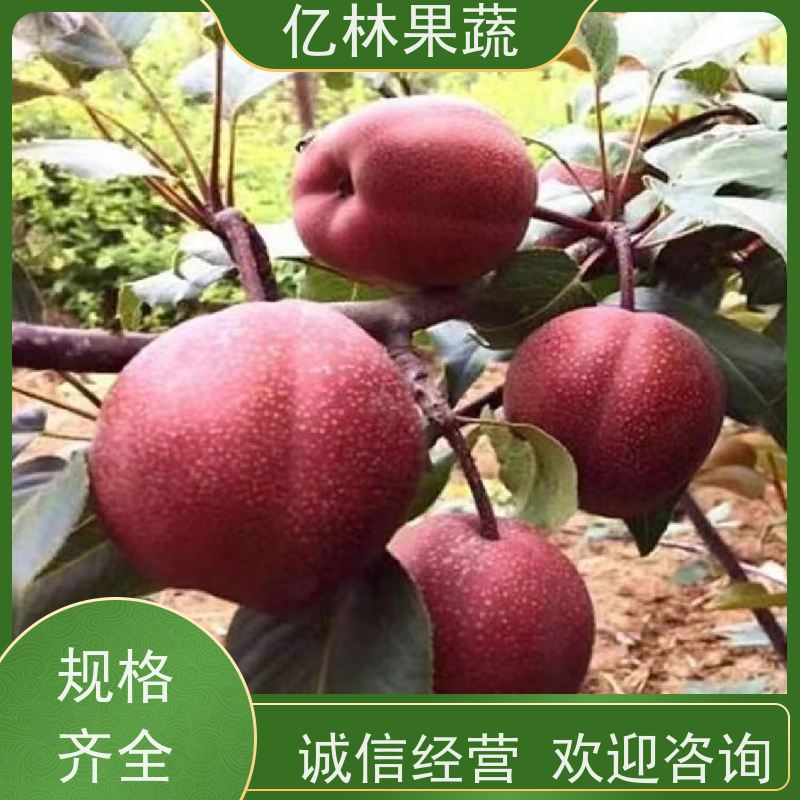 秋月 玉露香亿林果蔬 清香甜脆 苏翠梨 品质优 苗圃培育 植株健壮