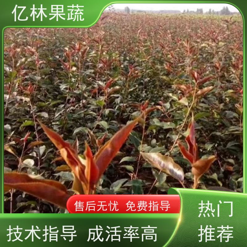 秋月梨 基地带土发货 甜脆嫁接梨树苗 早熟翠玉梨树苗 当年结果