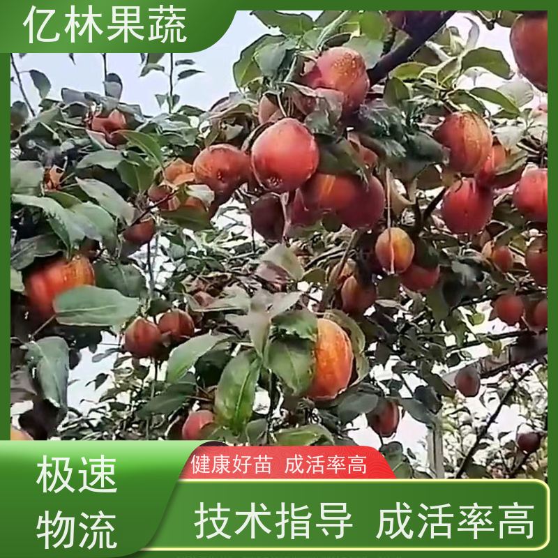 嫁接秋月亿林果蔬产地直发 金大地 2年生短枝梨苗基地现挖 高抗病害