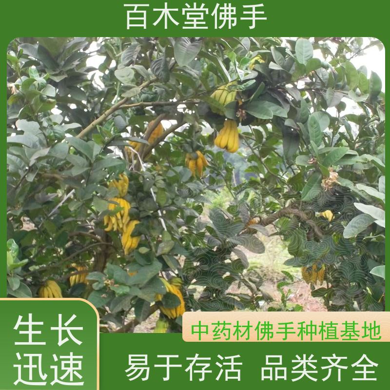 百木堂 佛手柑苗种植技术 高成活率 较耐干旱 城市景观绿化树