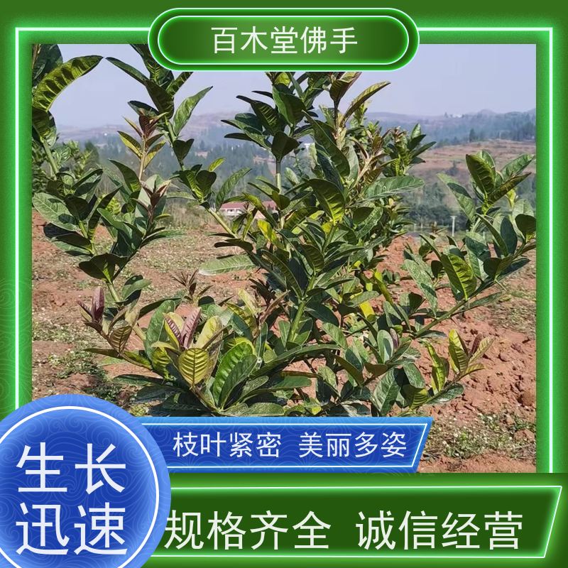 百木堂 佛手柑苗种植技术 高成活率 较耐干旱 园林景区栽植