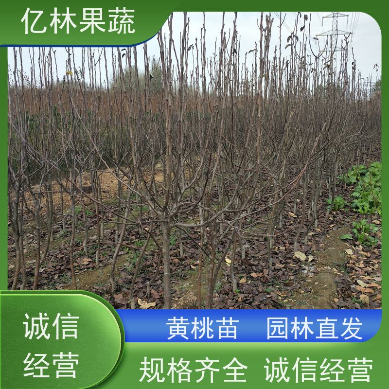 基地培育 秋彤桃 三公分现挖现发 品种齐全 成活率高