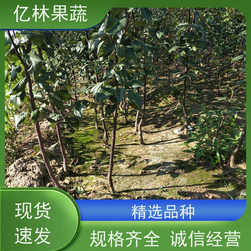 亿林苗木 晚熟桃树苗 现挖现发新鲜 粗两公分 根系饱满成活率高