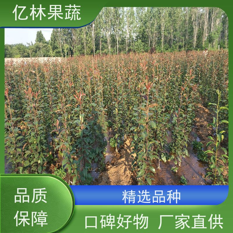亿林苗木 黄桃苗 园林绿化果树苗 抗寒能力强 根系饱满成活率高