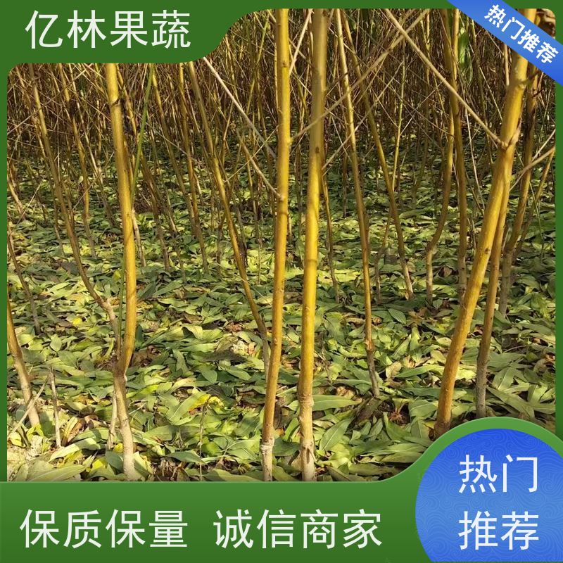 亿林苗木 黄桃苗 新品种挑苗 香甜可口 易栽培桃树苗