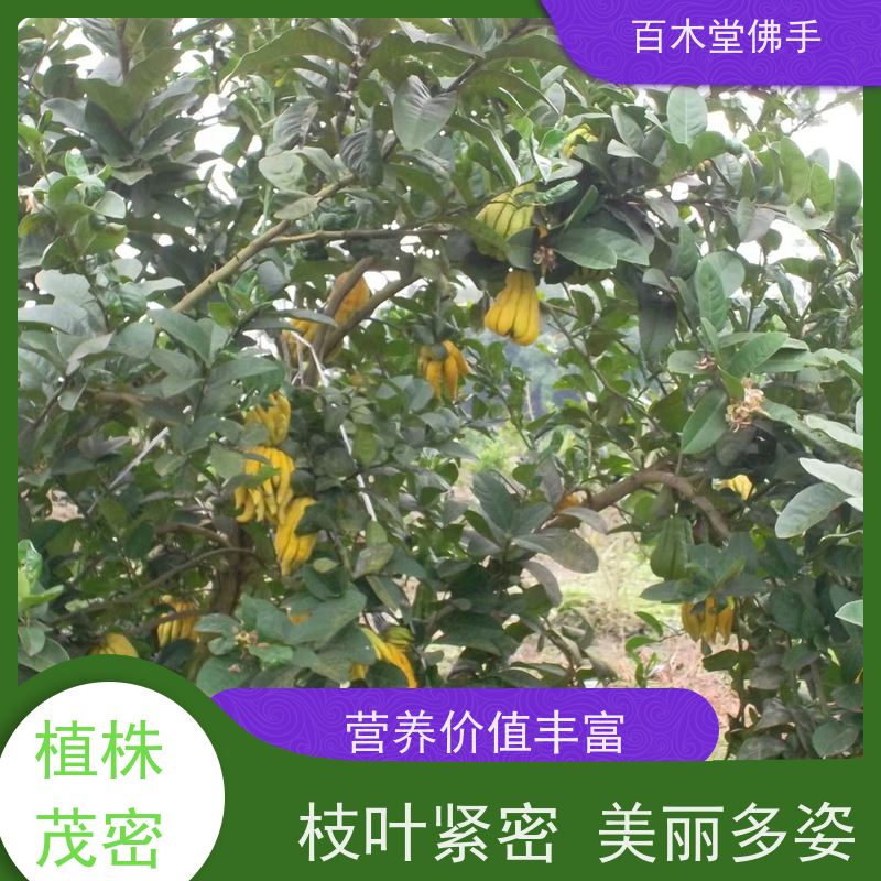 百木堂 重 庆佛手苗 高成活率 较耐干旱 用于室内外盆景