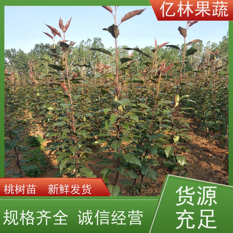 亿林苗木 园林嫁接桃苗 盆栽地栽庭院桃树苗苗 果实饱满味道好