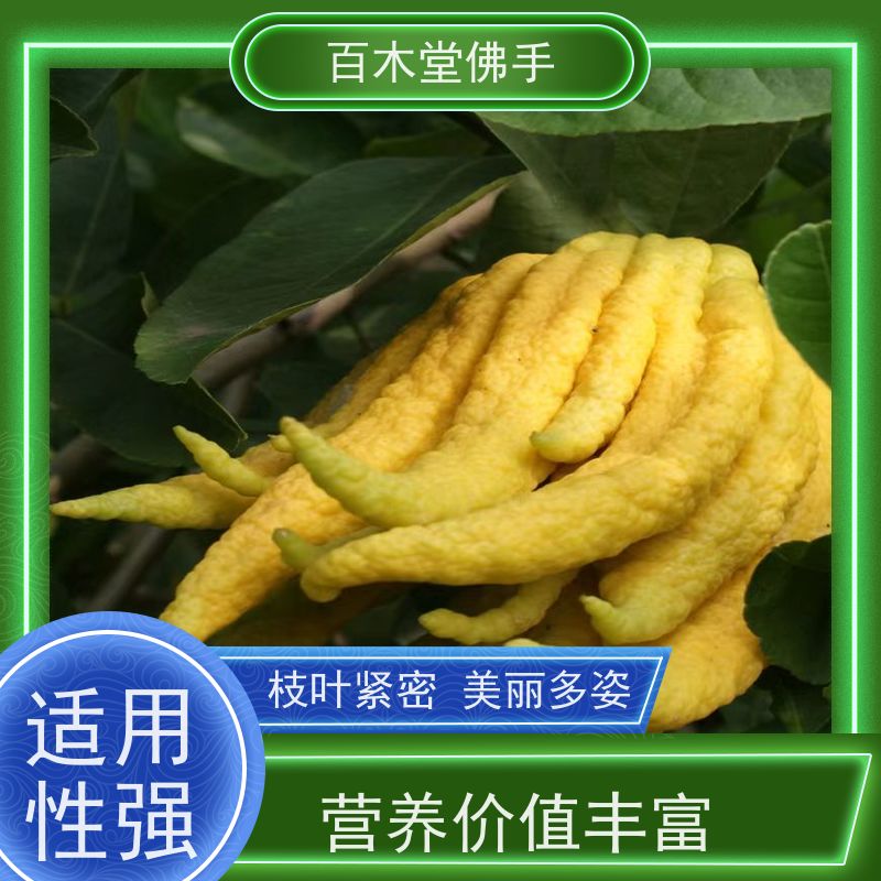 百木堂 重 庆佛手苗 生长环境适应性强 用于庭院装饰