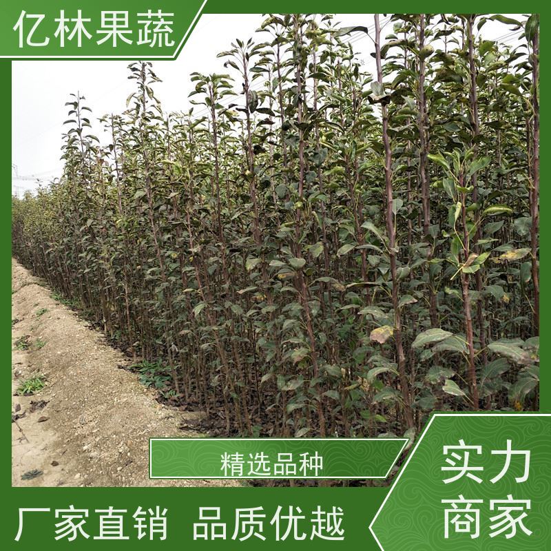 基地供应 晚熟桃树苗 三公分现挖现发 品种齐全 成活率高