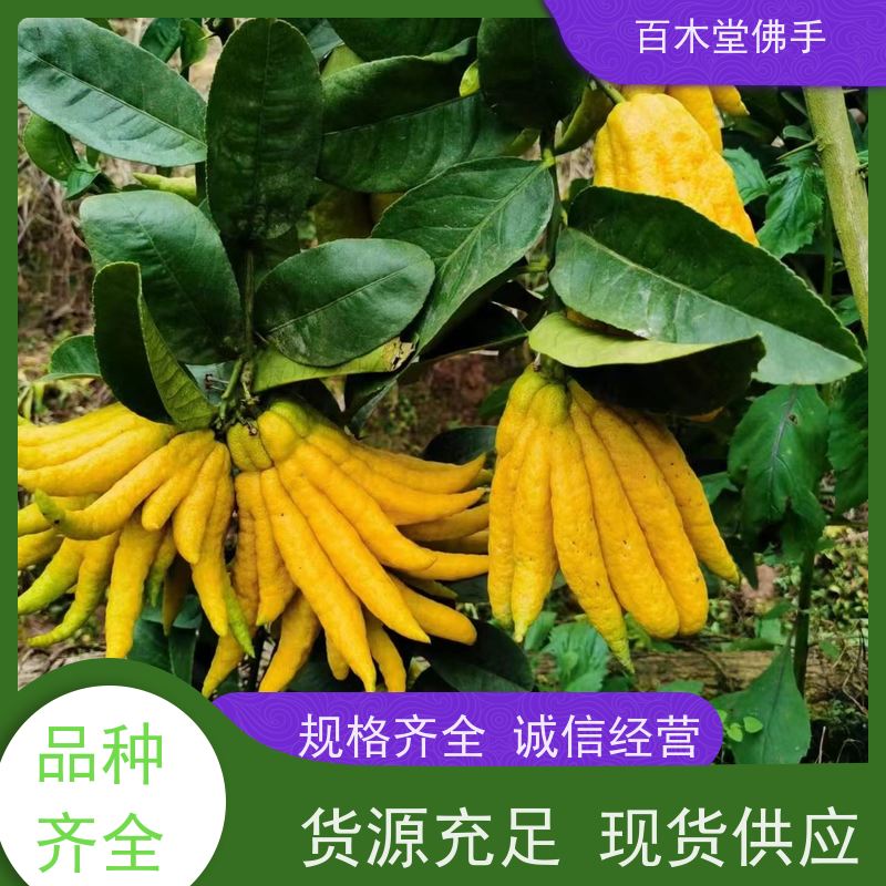 百木堂 金 佛手 生长环境适应性强 道路绿化行道苗