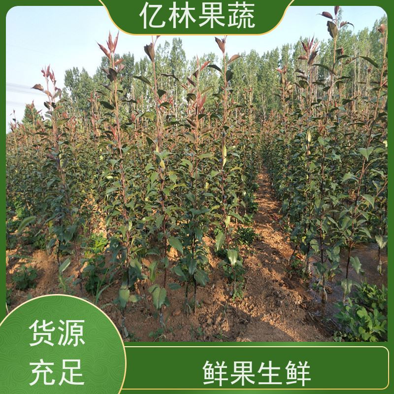 基地培育 油桃苗 三公分现挖现发 品种齐全 果实饱满味道好