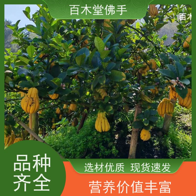 百木堂 川佛手苗 造型优美 易成活 城市景观绿化树 