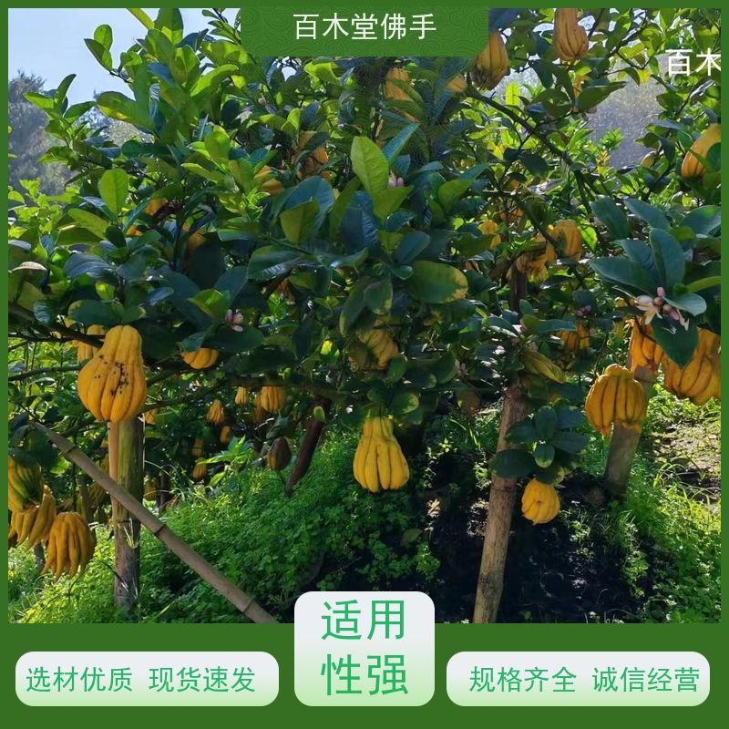 百木堂 川佛手苗 植株茂密 生长迅速 种苗基地直供