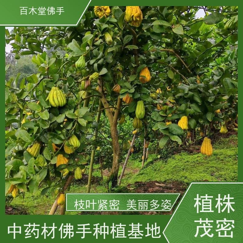 百木堂 金佛手苗 造型优美 易成活 道路绿化行道苗