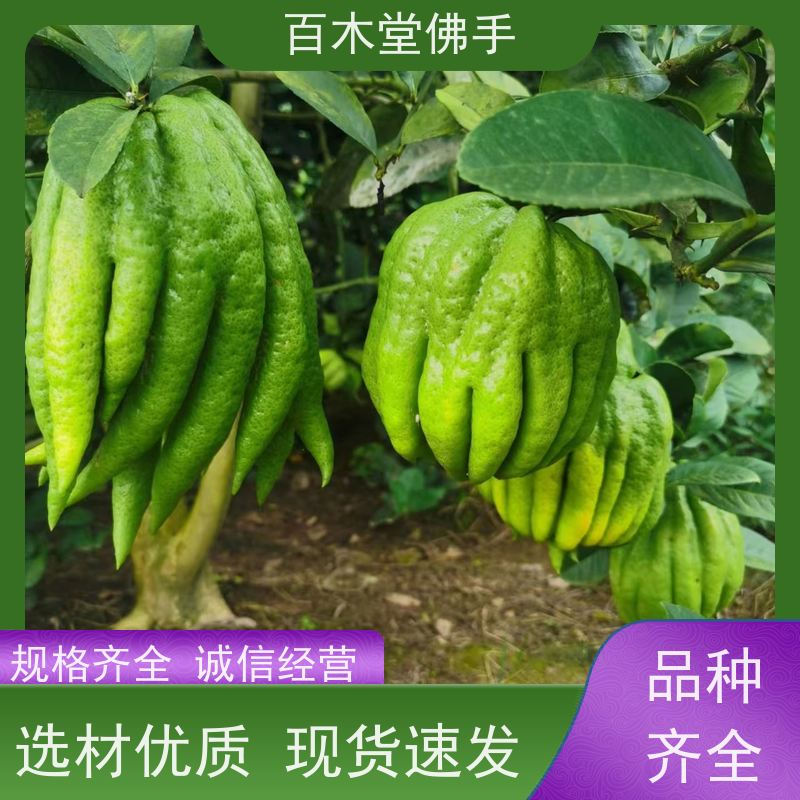 百木堂 广佛手苗 树形丰富 成活率高 种苗基地直供
