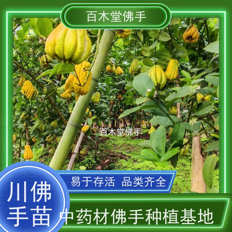 百木堂 广佛手苗 枝叶紧密 美丽多姿 道路绿化行道苗