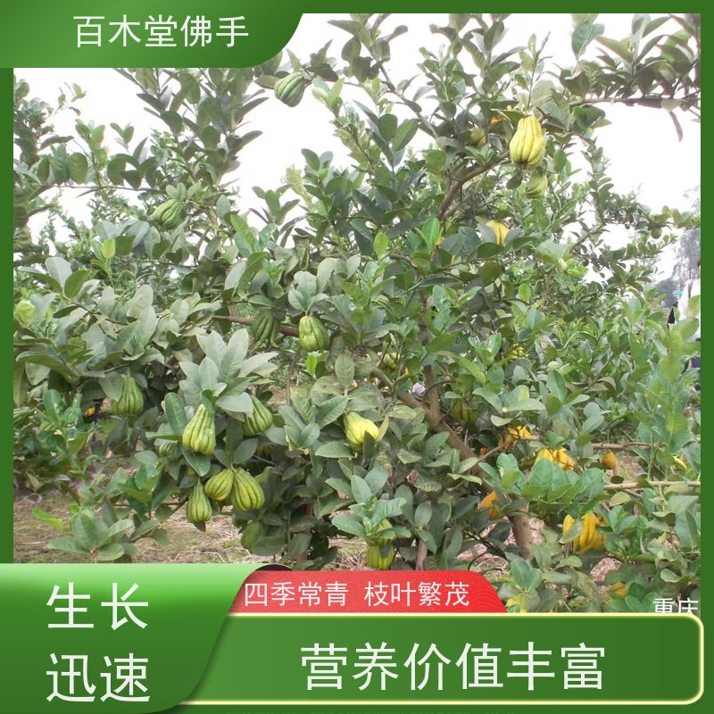 百木堂 川佛手苗种植技术 枝叶紧密 美丽多姿 园林景区栽植
