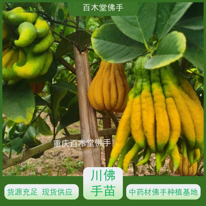 百木堂 佛手柑苗种植技术 观赏植物 附加值高 用于庭院装饰