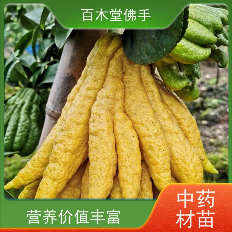 百木堂园林景区栽植半夏种植植株茂密 适应性强