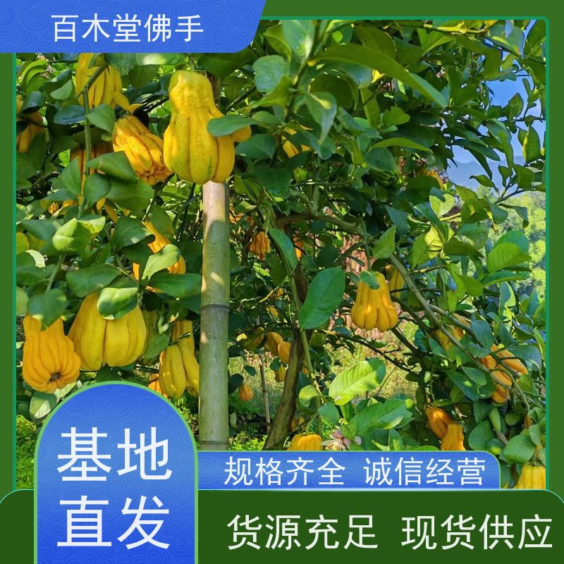 百木堂种苗基地直供前胡种植植株茂密 成活率高
