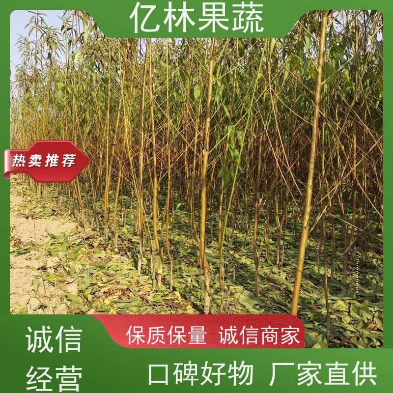 亿林苗木 油桃苗 晚熟品种桃 口感脆甜 成活率高