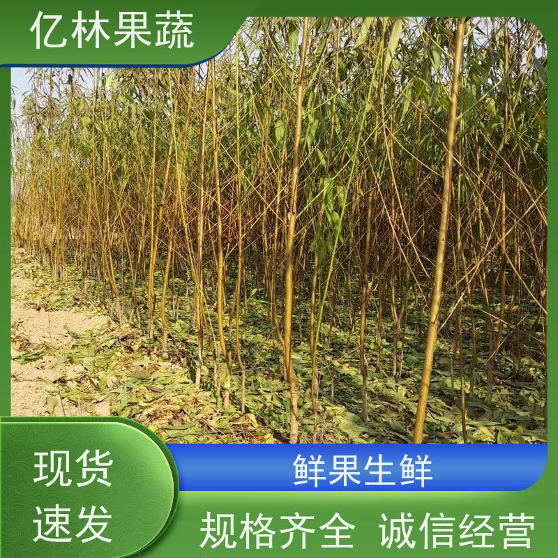 基地供应 秋彤桃 盆栽地栽庭院桃树苗苗 果实饱满味道好