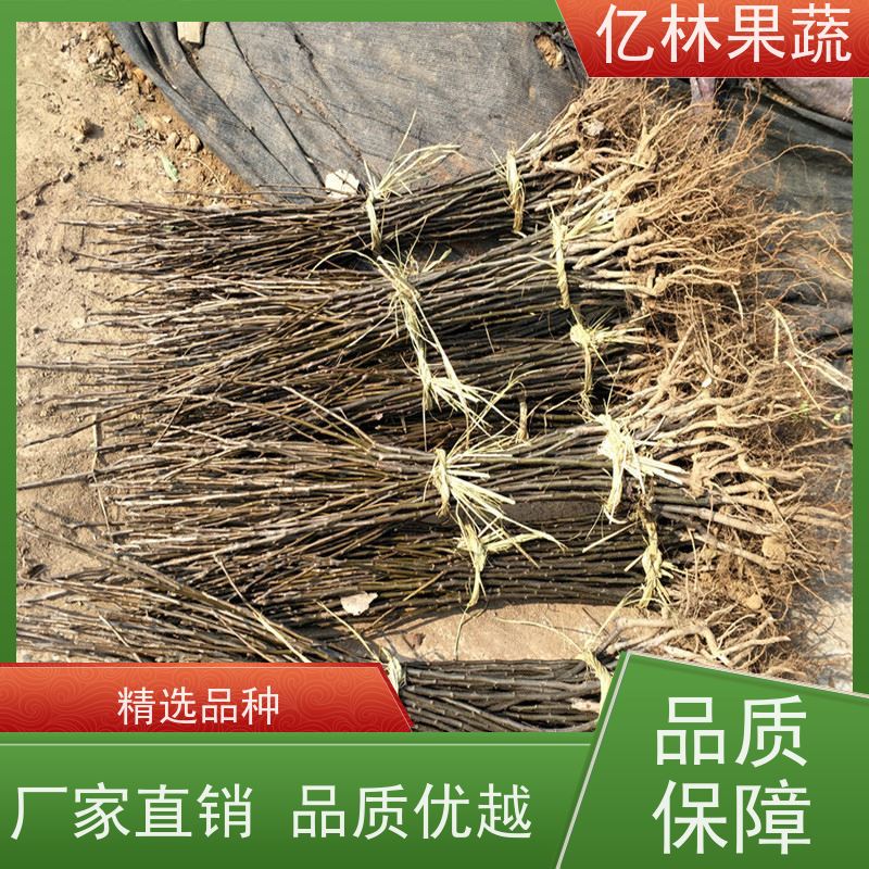 基地供应 园林嫁接桃苗 晚熟品种桃 口感脆甜 易栽培桃树苗