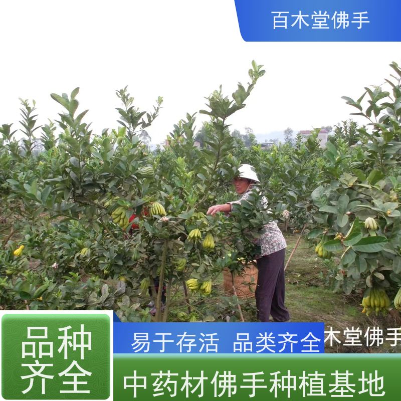 百木堂 重 庆佛手苗 观赏植物 附加值高 品种齐全