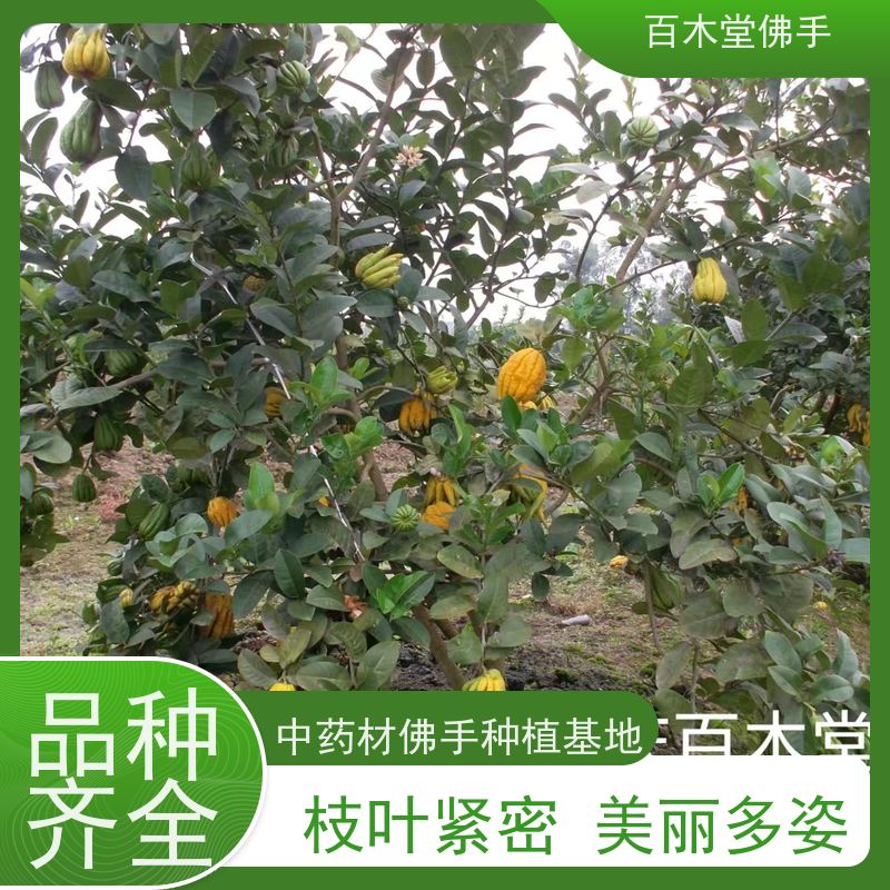 百木堂 重 庆佛手苗 观赏植物 附加值高 生长迅速