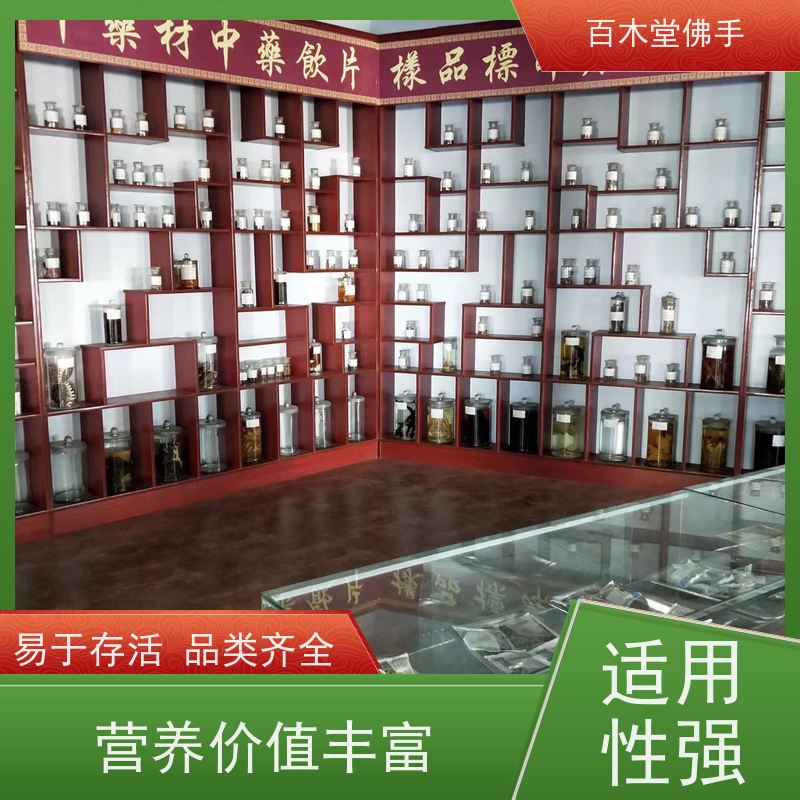 百木堂 金佛手苗 枝叶紧密 美丽多姿 用于庭院装饰