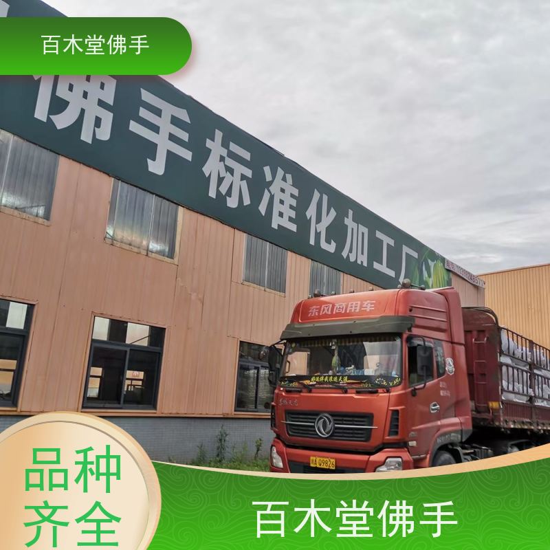 百木堂 广佛手 枝叶紧密 美丽多姿 城市景观绿化树 