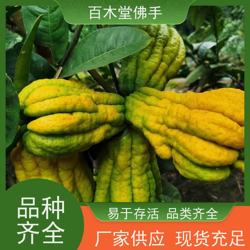 百木堂 广佛手 枝叶紧密 美丽多姿 中药材种植基地 