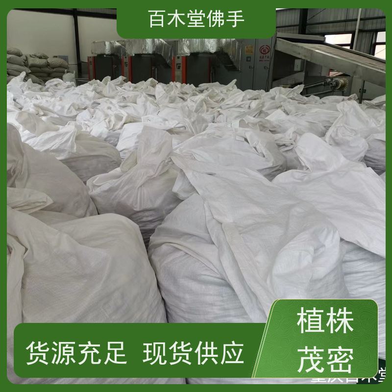 百木堂 金 佛手 植株茂密 生长迅速 中药材种植基地 