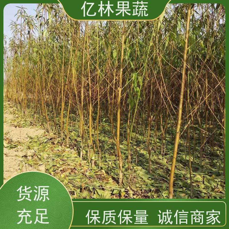亿林苗木 桃树苗 现挖现发新鲜 粗两公分 成活率高