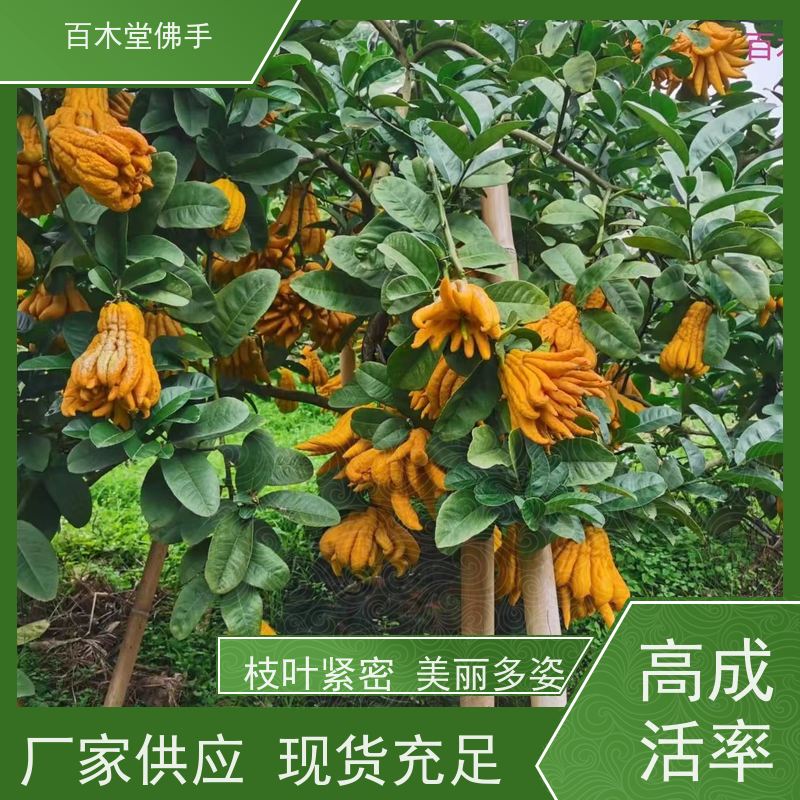 百木堂 广佛手苗 树形丰富 成活率高 道路绿化行道苗
